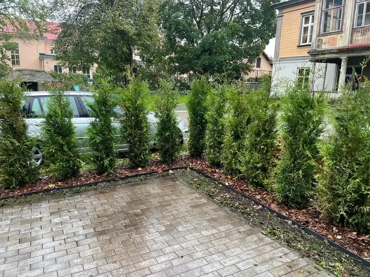 Elupuude hekk – Elupuud24 töö 14