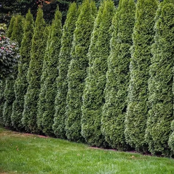 Thuja Smaragd